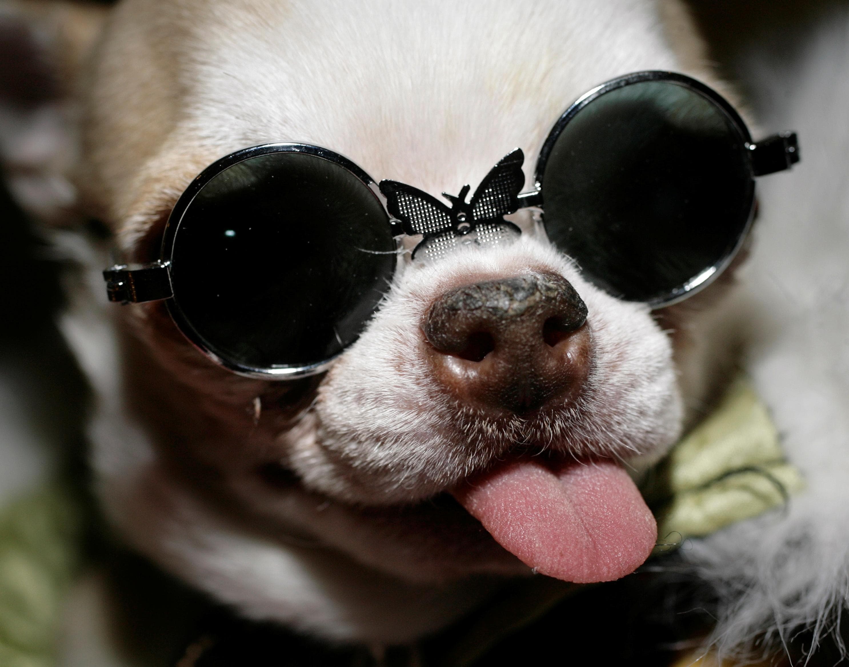 A chihuahua named Tequila the day before the Westminster dog show in New York, Sunday, Feb. 10, 2008. (AP Photo/Seth Wenig)
