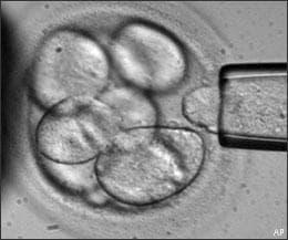In this photo made available by Advanced Cell Technology, a single cell is removed from a human embryo to be used in generating embryonic stem cells for scientific research.(AP) 