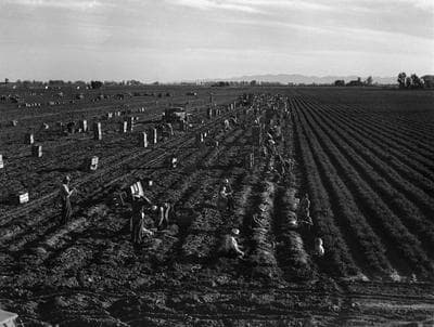 Lange’s original caption: “Near Meloland, Imperial Valley. Feb. 1939. Large-scale agriculture. Gang labor, Mexican and white from the Southwest. Pull, clean, tie, and crate carrots for the eastern market for 11¢ per crate of 48 bunches. Many can make barely $1 a day. Heavy over-supply of labor and competition for jobs is keen.” 