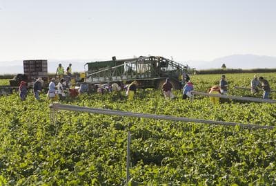 tktktkWHOSE PHOTO IS THIS?  January 13, 2009. Near Brawley, Imperial Valley, California. Workers cut, pack, and load broccoli in the field. 85-90 percent of these workers are Mexicans who cross the border every day between 3-4AM in order to obtain work. From the border, they are transported by labor contractors to fields up to two hour’s drive away. Competition for jobs is keen.
