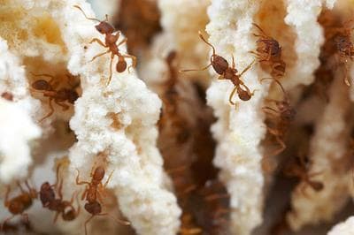 Mycocepurus fungus-growing ants attach their fungal gardens from the ceiling of their nest chambers, and the gardens hang down like curtains. (Alex Wild)