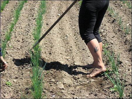 Barefoot hoeing in what’s often called the “Happy Valley.&quot; (WBUR)