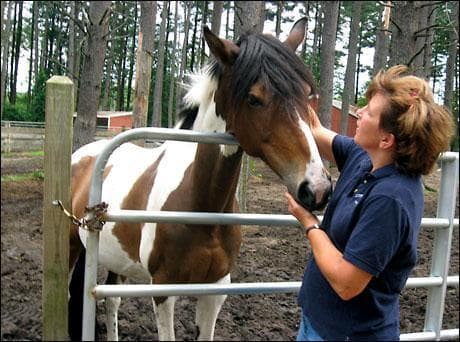 Horse farm owner Laura McGovern is giving ulcer medication to this mare because the animal seems agitated by noise from a nearby solar energy plant. (Sacha Pfeiffer/WBUR)