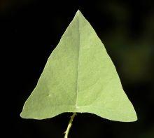 Mile-a-minute vine has distinctly triangular leaves. (University of Connecticut)