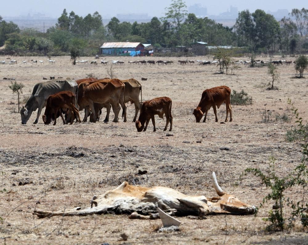In this Saturday Sept 19 2009 photo, a carcass of drought-stricken cow is seen near cattle, in Kitengela, Kenya, 50km (31 miles) east of the capital Nairobi, Saturday, Sept. 19, 2009. Aid agency Oxfam is launching an appeal for money to help 23 million people hit by drought in East Africa. The British-based charity said Tuesday, Sept. 29, 2009, it needs to raise 9.5 million pounds ($152 million) to help people hit by a severe drought, conflict and high food prices. (AP)