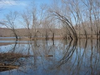 A floodplain in springtime on the Connecticut River in Massachusetts. (Nancy Cohen/WNPR)