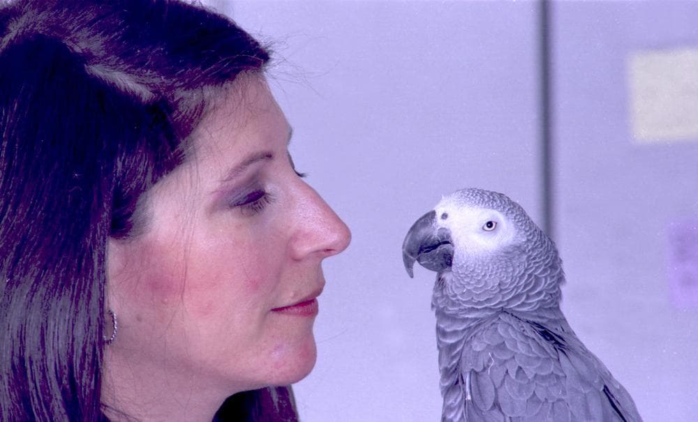**  FILE  ** Ethologist Irene Pepperberg with Alex, her African gray parrot. Pepperberg's memoir, tentatively titled &quot;Alex and Me,&quot; covers her 30 years with the parrot,who died last fall,  that could count to six, identify colors and even express frustration with repetitive scientific trials. It will be released this fall by Collins, an imprint of HarperCollins. (AP)