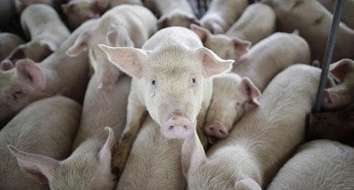 Pigs press together on a farm on the outskirts of Xicaltepec in Mexico's Veracruz state, April 27, 2009. (AP) 