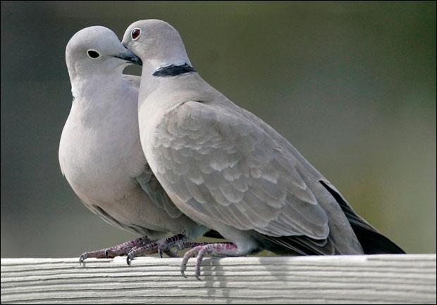Two turtle doves on St. George Island, Fla. (AP)
