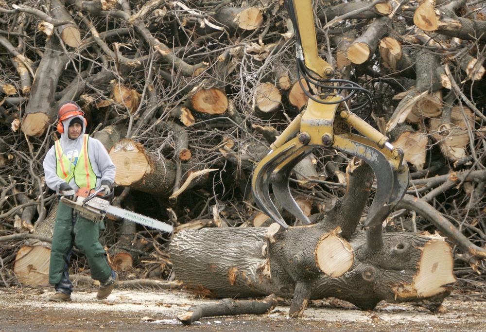 A tree removal worker with a chainsaw watches as a log is removed on the campus of Quinsigamond Community College, in Worcester, Mass., on Jan. 5.  Workers have begun destroying thousands of trees in central Massachusetts in the battle to eradicate the destructive Asian longhorned beetle from the region. (AP)