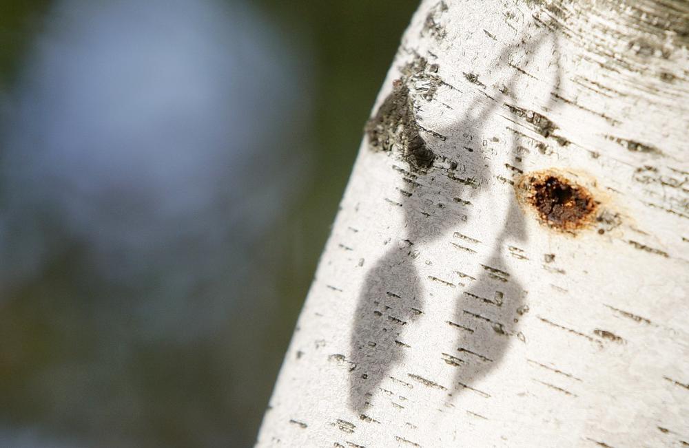 A pair of Asian longhorned beetle egg holes mark the trunk of a birch tree in Worcester, Mass. on Oct. 8, 2008. (AP)