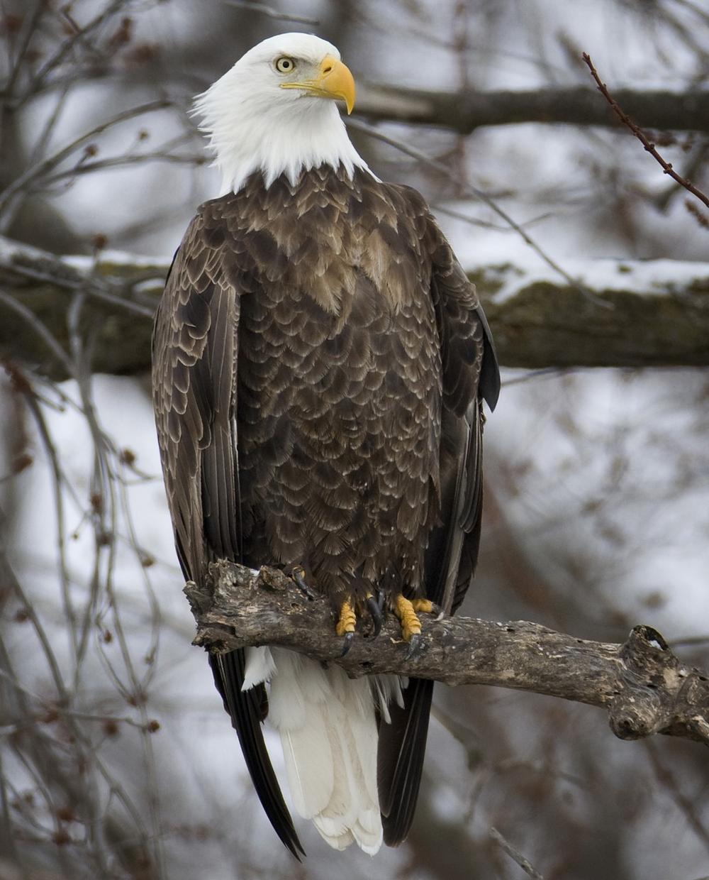 Bald eagles are slowly on the return in Massachusetts, where the bird is an endangered species. (Charlie Neibergall/AP)