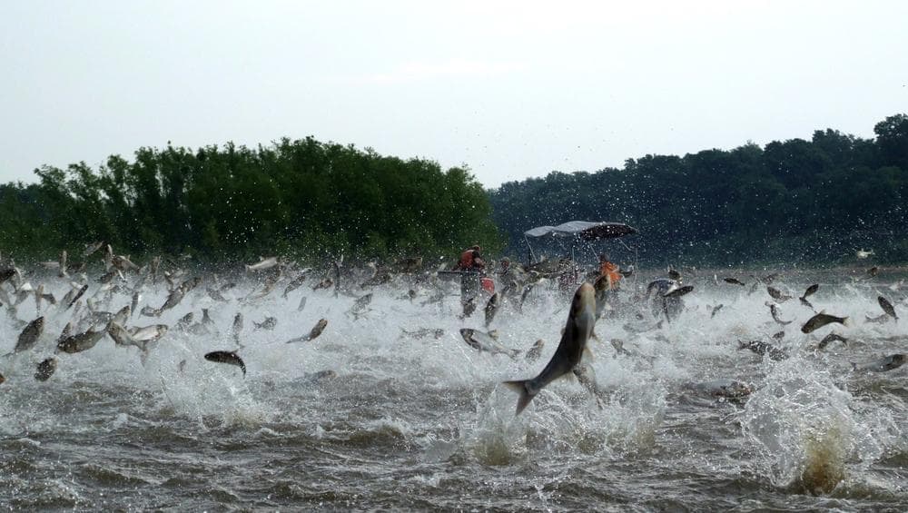This early Dec. 2009 photo provided by the Illinois River Biological Station via the Detroit Free Press shows Illinois River silver carp jump out of the water after being disturbed by sounds of watercraft. (AP)