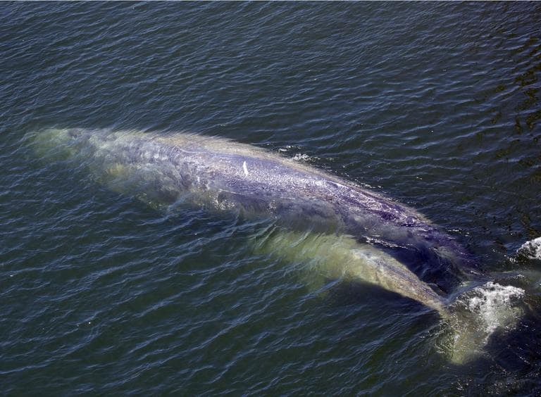 In this photo taken July 21, 2011, a baby gray whale is seen with it's mother in the Klamath River in Klamath, Calif. (AP)