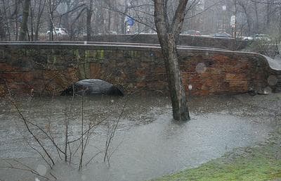 Water builds up along a bridge near Brookline Avenue in the Longwood area in Brookline. (Gabrielle Levy for WBUR)