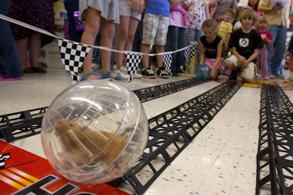 A hamster speeds across the finish line at the PETCO Hamster Races in 2007. (AP)