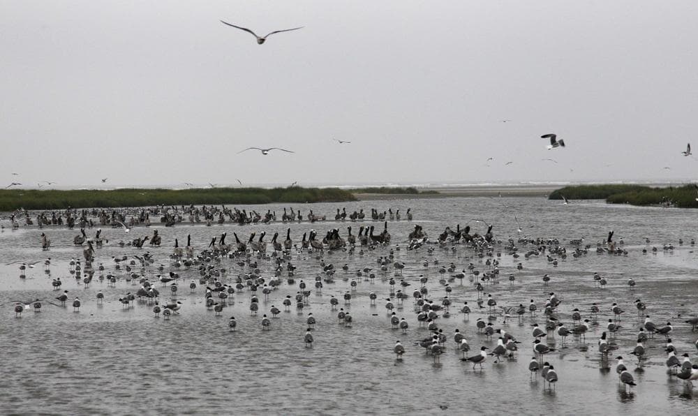 Pelicans and other shore birds are seen, Friday, on Breton Island, La.(AP Photo/Alex Brandon)