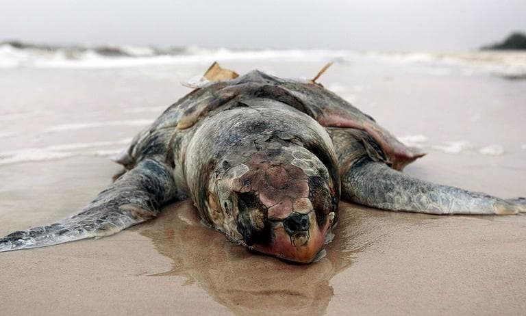 A dead sea turtle lies on the beach in Pass Christian, Miss., on May 2. (AP)