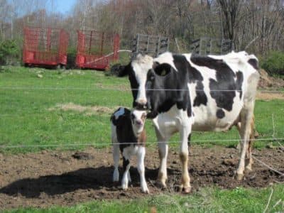 The cows at Robinson Farm in Hardwick are grass-fed to meet the demands of raw milk consumers. (Courtesy Robinson Farm) 