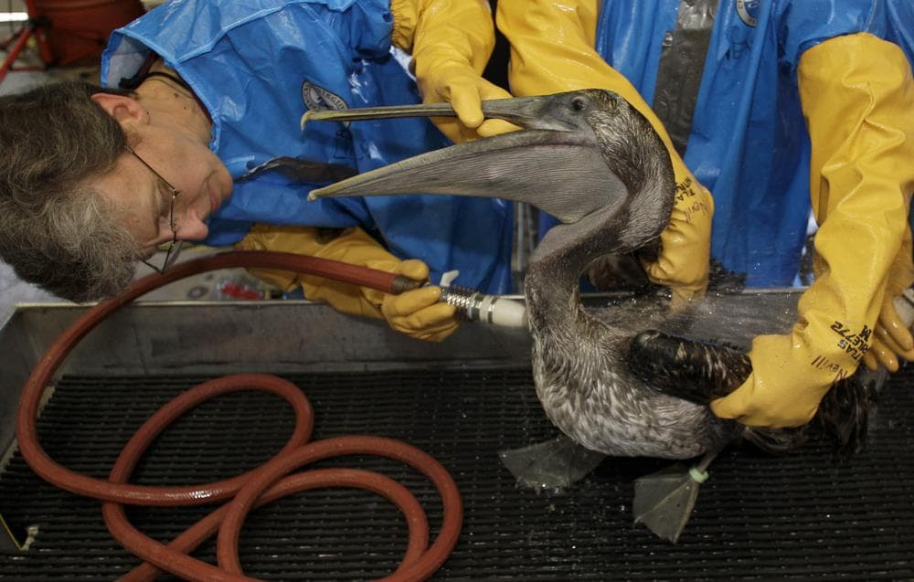Veterinarian  Erica Miller cleans a Brown Pelican Saturday, at the Fort Jackson Wildlife Rehabilitation Center at Buras, La. The bird was rescued after being  exposed  in an oil spill in the Gulf of Mexico. (AP Photo/Charlie Riedel)