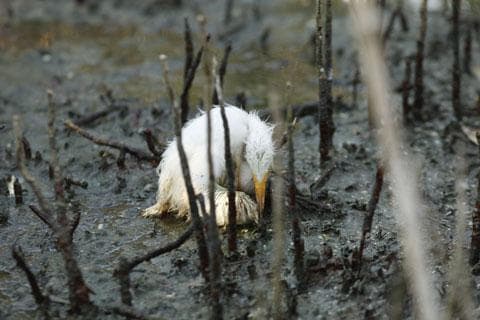 A young heron sits dying amidst oil splattering underneath mangrove on an island impacted by oil from the Deepwater Horizon oil spill in Barataria Bay, just inside the the coast of Lousiana, Sunday, May 23, 2010. (AP)