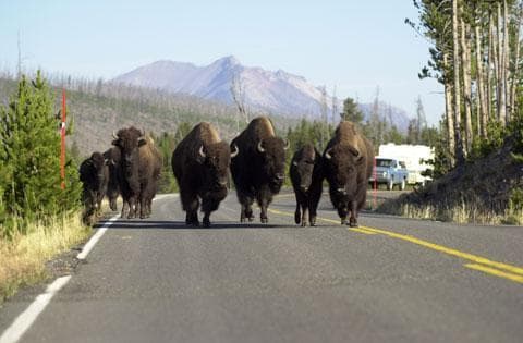 A group of buffalo, also known as American bison, block a lane of traffic in Yellowstone National Park, while walking towards West Yellowstone, Mont. (AP)