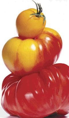 A piece of the cover image from &quot;Ripe: The Search for the Perfect Tomato,&quot; by Arthur Allen, is shown. (AP)