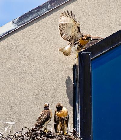 The Red-tailed Hawks outside of an office building in Cambridge, Ma. (Craig Stanfill)