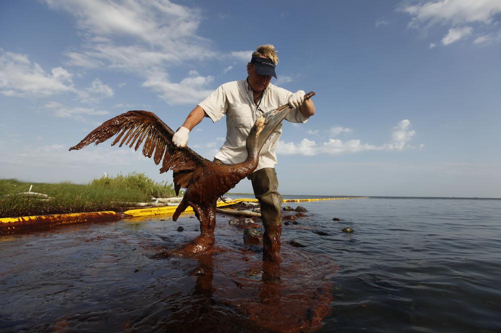 Plaquemines Parish coastal zone director P.J. Hahn lifts an oil-covered pelican which was stuck in oil at Queen Bess Island in Barataria Bay, just off the Gulf of Mexico in Plaquemines Parish, La., Saturday. (AP Photo/Gerald Herbert)
