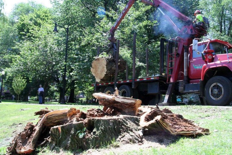 A Mack truck cleared a toppled tree in Boston's Public Garden on Monday. (Huw Roberts for WBUR)