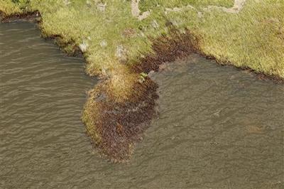 The oil damaged shoreline in the Northern reaches of Barataria Bay, La. (AP)