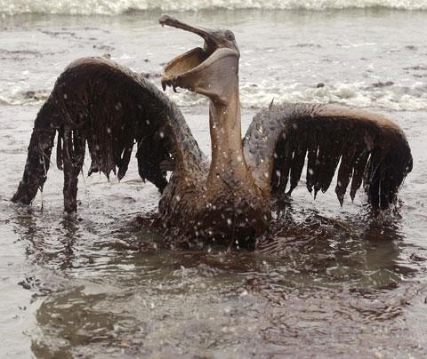 A brown pelican is seen on the beach at East Grand Terre Island along the Louisiana coast on Thursday, June 3, 2010. (AP)