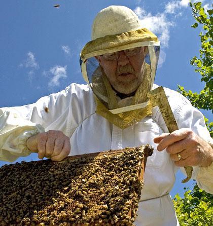 Timothy Fulton, a self-described &quot;backyard beekeeper&quot; is seen with his bees in Kenosha, Wis. (AP)