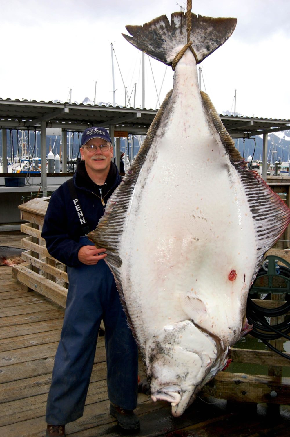 Alaska resident Tim Berg won the 2008 Seward Halibut Tournament with this 319.6-pound catch. Think that&#039;s big? The 2010 winning halibut was 337 pounds. (AP Photo)