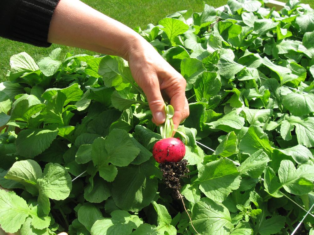 A Harvard Pilgrim employee shows off a ripe radish in the company&#39;s organic garden. (Sacha Pfeiffer/WBUR)