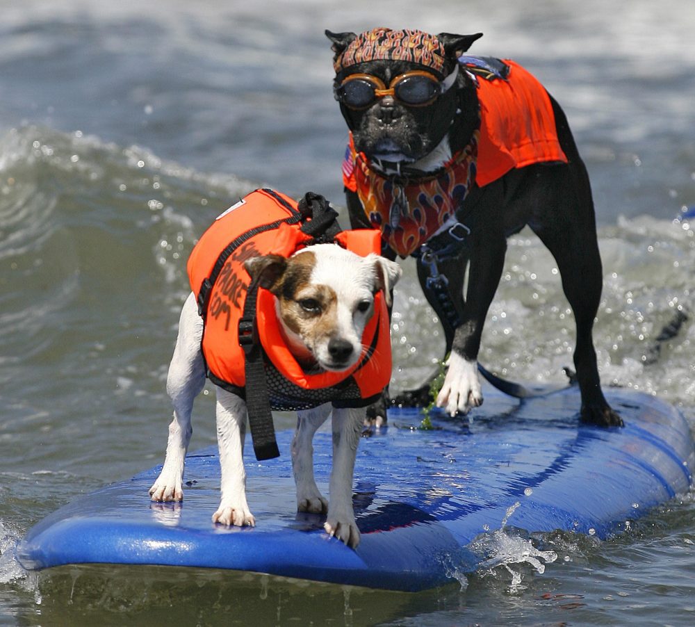 R.J., left, and Bandit the Biker Dog catch a wave at the Loews Coronado Bay Resort Surf Dog Competition in Imperial Beach, CA in 2007. The 2010 event was held on May 29. (AP Photo/Denis Poroy)