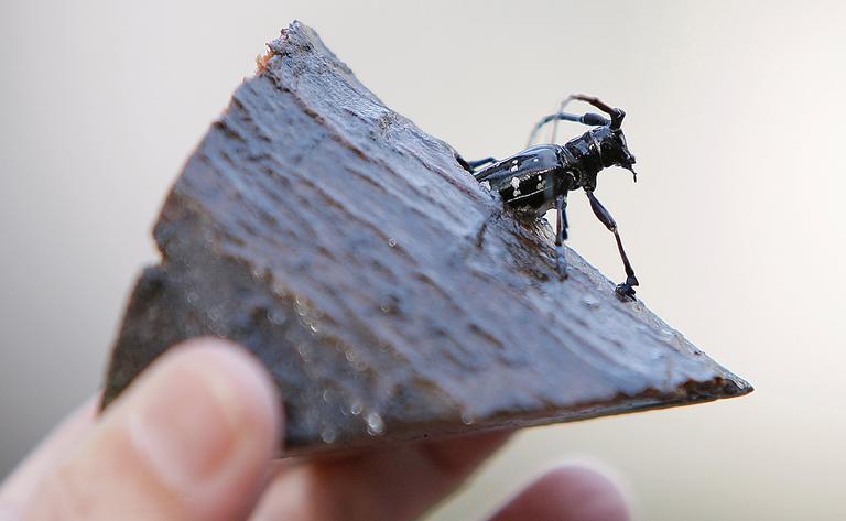 The preserved remains of an Asian longhorned beetle in Worcester (AP)