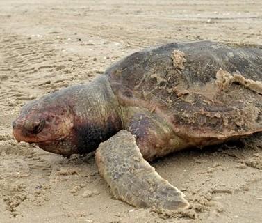 A dead sea turtle lays on the sand off the beach in Bay Saint Louis, Miss. Dead marine wildlife has been has been seen in more abundance along the gulf coast since the gulf oil spill began. (AP)