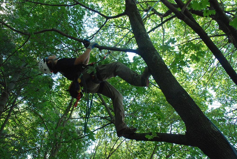 U.S. Department of Agriculture tree climber Joe Hartmann ascends a tree during an inspection for Asian longhorned beetles in a residential area of Worcester in this October 2008 file photo. (Stephan Savoia/AP)