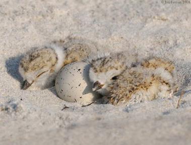 Nestled in the sand, piping plovers and their eggs are hard to see. (Courtesy Goldenrod Foundation)