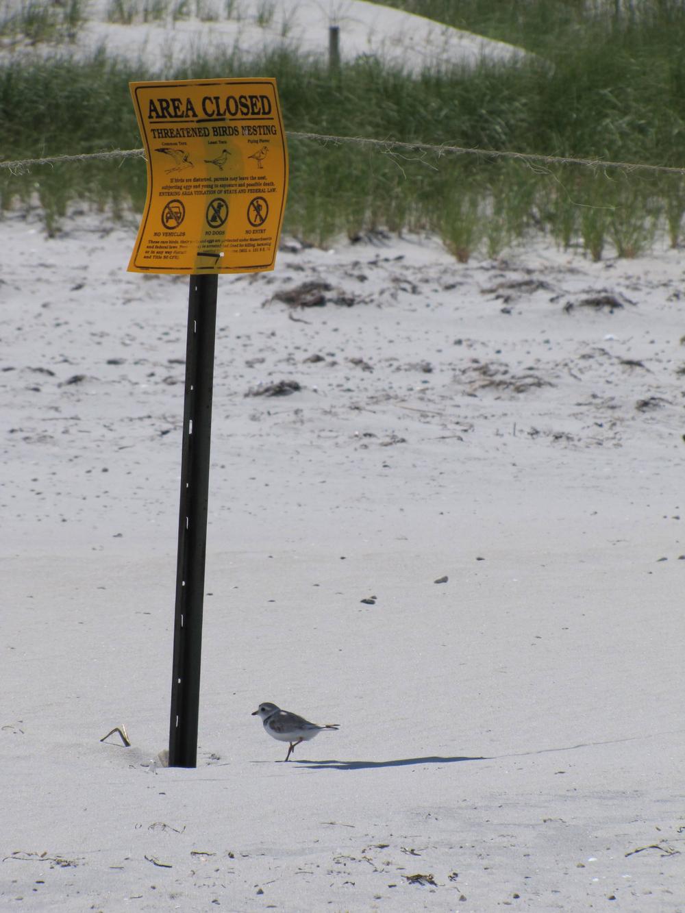 A piping plover is seen next to a sign forbidding beachgoers from driving off-road vehicles near the plovers' nesting grounds. (Courtesy Scott Hecker)