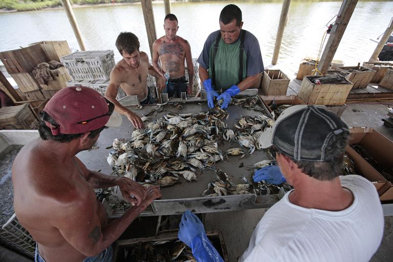 Roy Campo, left, and a crew of fishermen sort a load of blue crabs after hearing that the Deepwater Horizon oil spill being capped in La. on Thursday. (AP)