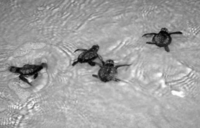 The first group of hatchlings from endangered Kemp&#039;s ridley sea turtle eggs brought from beaches along the Gulf Coast being released into the Atlantic Ocean off NASA&#039;s Kennedy Space Center in Cape Canaveral, Fla. (AP Photo/NASA)