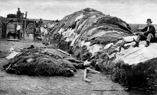 Buffalo hides in Dodge City, Kansas. Photograph April 4, 1874. (Kansas Historical Society)