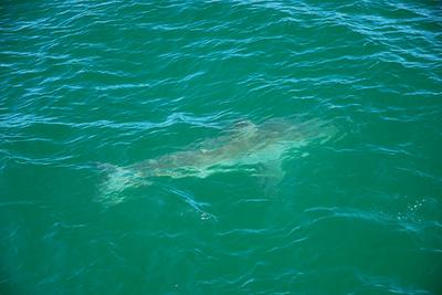 Division of Marine Fisheries biologists tagged a white shark off the coast of Chatham.  (Massachusetts Division of Marine Fisheries)