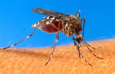 A mosquito on human skin.  (AP Photo/USDA)