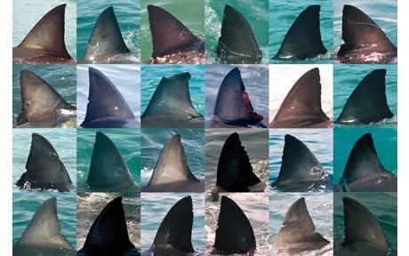 Great white shark fins (Credit: Michael Scholl/BARCROFT)