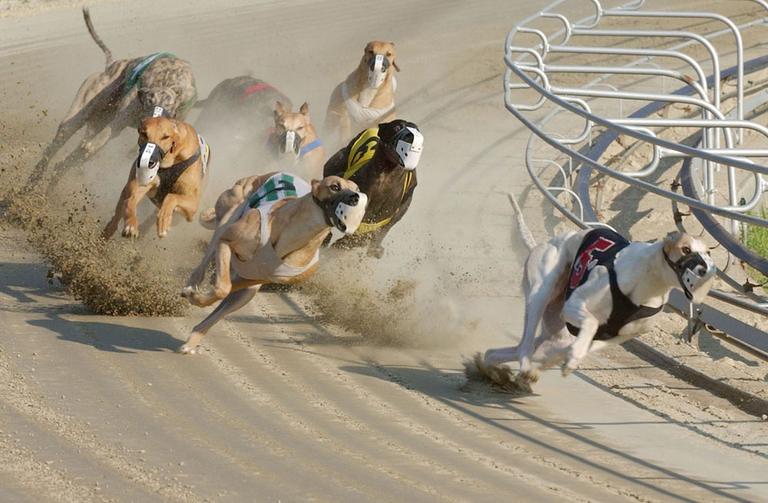 Greyhounds compete during a race at Wonderland Greyhound Park in Revere, Mass. (AP)