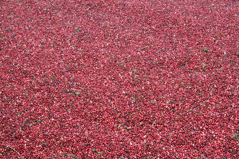 Cranberries at Decas Cranberry Company in Carver (Andrew Phelps/WBUR)