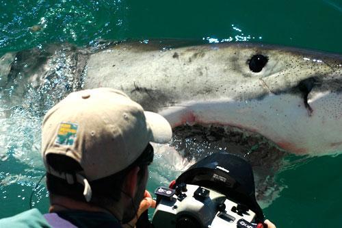 Guest Michael Scholl photographs a great white shark.